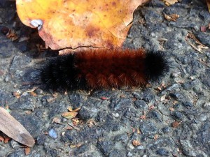 Fall Caterpillar