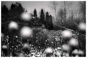 Snow Flowering by Sasa Gyoker