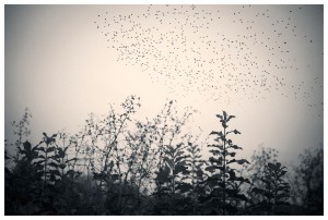 Starlings by Sasa Gyoker