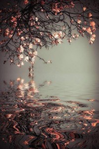 Love Blossoming By Nina Krebbers