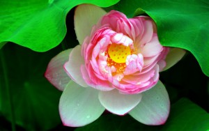 Beautiful-Lotus-Flower-Wallpaper-19_960x600