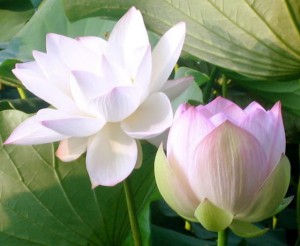 white lotus flowers picture